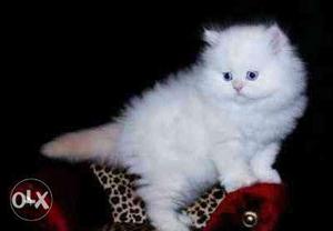 Tebby persian kitten avalible black color