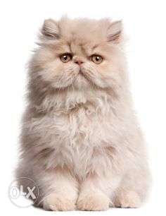 Tebby persian kitten avalible black color cod