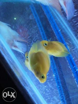 Three Yellow Pet Fishes