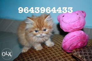 Triple Fur Coated Pure Lineage Persian Kittens