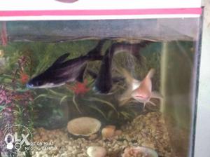 Two Black And One White Pet Fishes