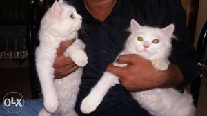 Two Short-fur persian White Kittens