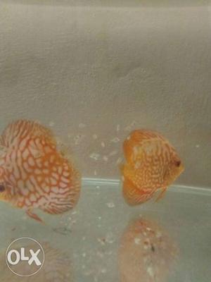 Two White-and-orange Discus Fishes