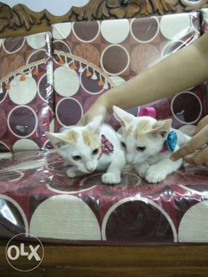 Two friendly male kittens