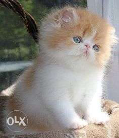 Very beautiful and cute persian cat and kitten for sale in