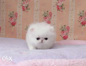 Very furry, normal eyes, light grey persian kitten avalible