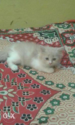 White And Brown Persian Kitten