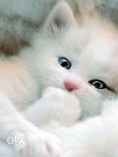 White persian kitten both avalible COD