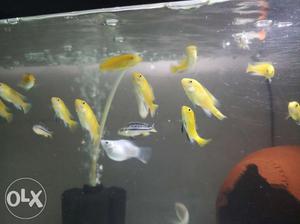 Yellow labs. African cichlids..