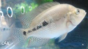 1 Juvenile flowerhorn fish 3inches