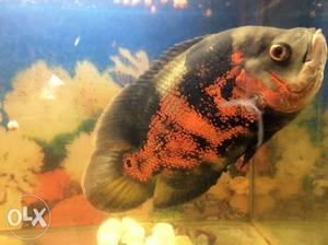 10” Black Oscar Fish