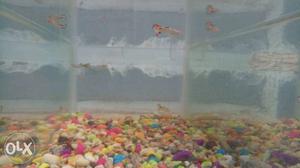 2.5 month old guppy babies male and female