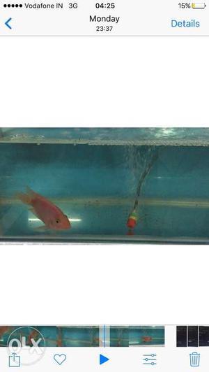 2 red healthy n active fishes available for sale.