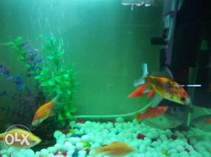 2*1 ft fish tank with 16 fishes like dollar,