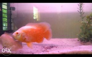 4 oscar fish at 700rs, fire red oscer and albino