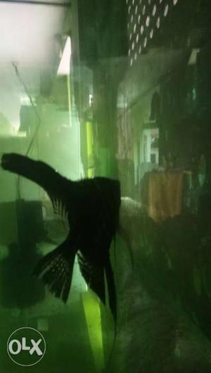 4 very large size Anjal fish for sale