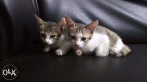 45 days born 2 female kitten for sale