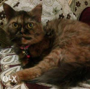 6 months old semi punch persian cat on sale in