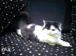 6months old semi punch persian female very play full with