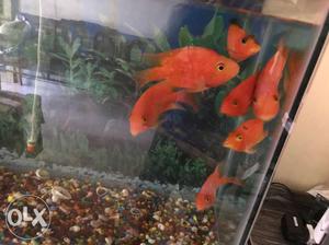 8 pcs Orange Pet Fishes