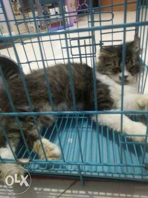 A male percian cat with cage
