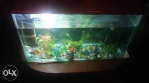 Aquireium in good condition and if interested can