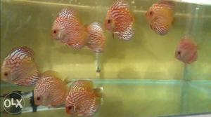Available Discus Fish For Sale in Pune, India By