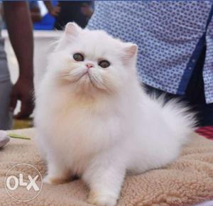 Available long hair persian kittens. Homely