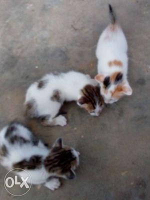 Beautiful cat's male& female kitts available...