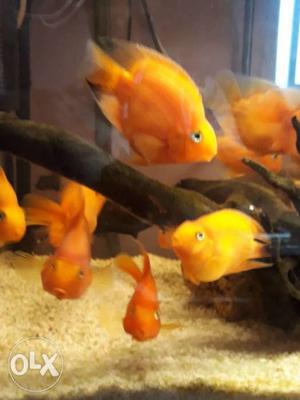 Beautiful orange colour parrat fish for sale at