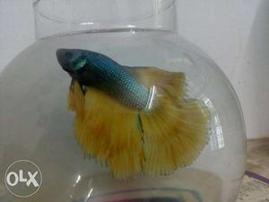 Betta fish male good breed