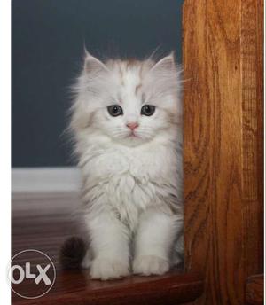Bicolour persian cats kittens available