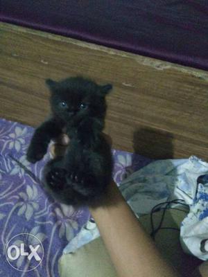 Black Persian male kitten