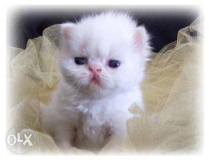 Black in white color pure persian kitten avalible