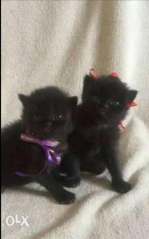 Black persian kittens