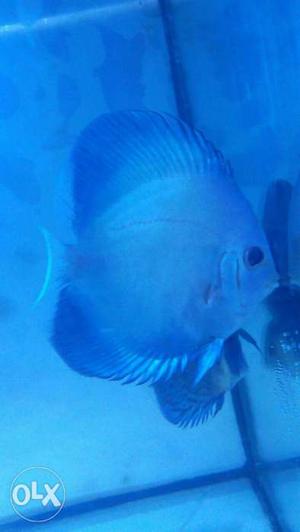 Blue Diamond Discus. Imported bloodline. 3 to 5