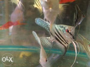 Blue angel 1 pair all treated fishes we ship