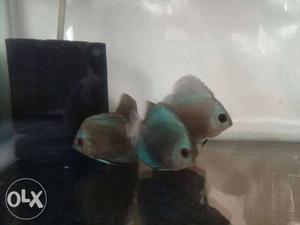Blue diamond discues fish 2 inch only 6 piece mumbai