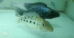 Breeding pair Fossorochromis rostratus cichlid