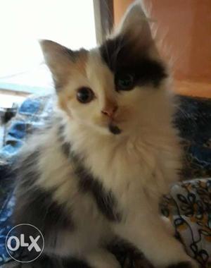 Calico Kitten for sale