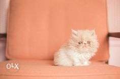 Cash on delivery pure white persian kitten avalible