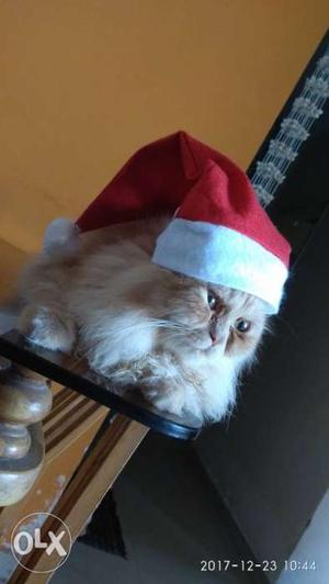 Cat for sale