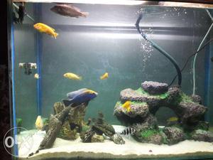 Cichlid Available