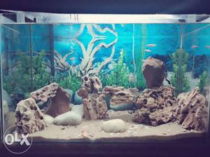 Cichlid Fish Aquarium