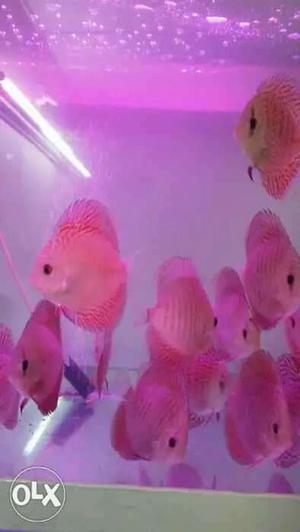 Eruption Leo pads and a few Reds Discus fish in 3