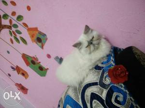 Extreme punch Himalayan Persian,female,Import