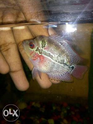 FLOWERHORN baby with little hump and very active