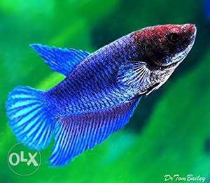 Female Purple Beta Fish