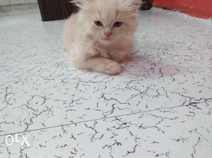 Female cat. stay old khar west,1mnth 20days cat
