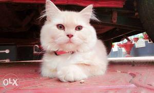 Female persian cat. 5 months old. very Friendly.